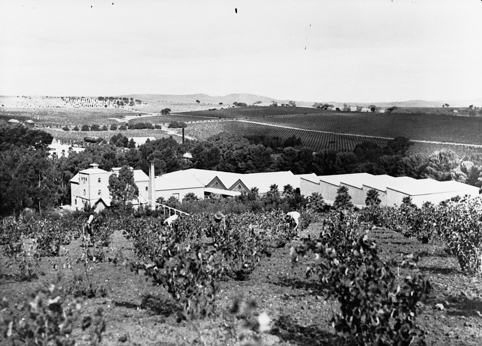 The classic Barossa cellar-door day