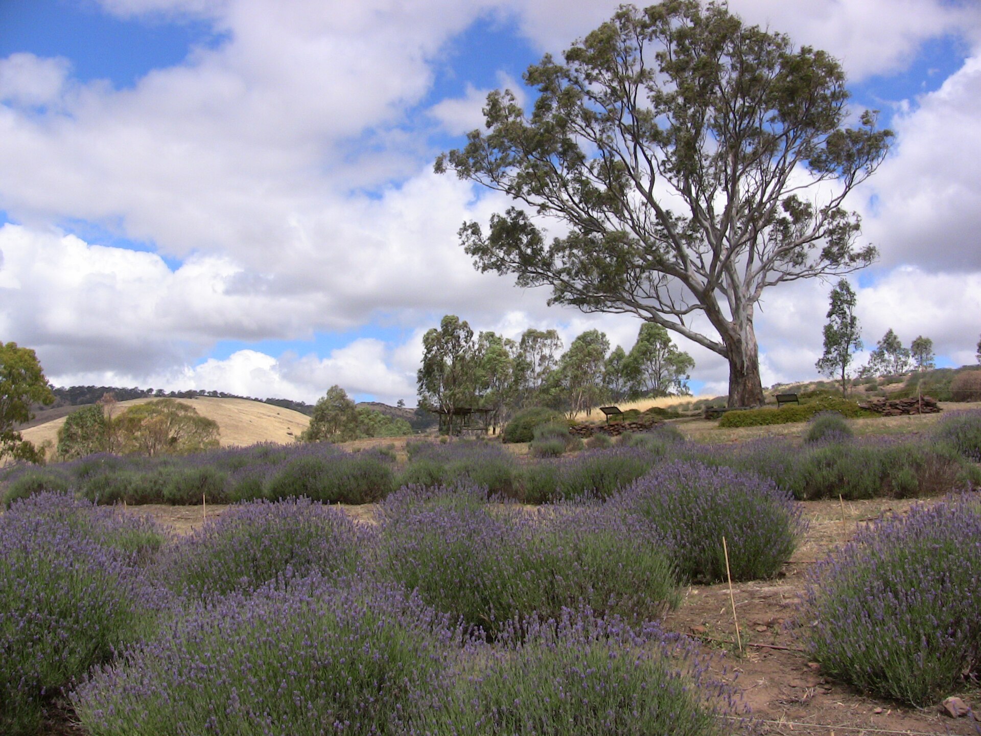 Lyndoch Lavender Farm